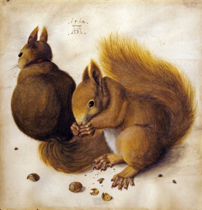 Veverka od Albrecht Dürer