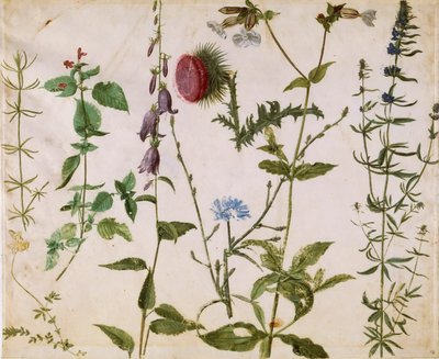 Osm studií divokých květin, ca 1515-1520. od Albrecht Dürer
