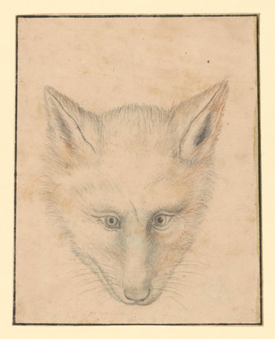 Liščí hlava, zepředu od Albrecht Dürer