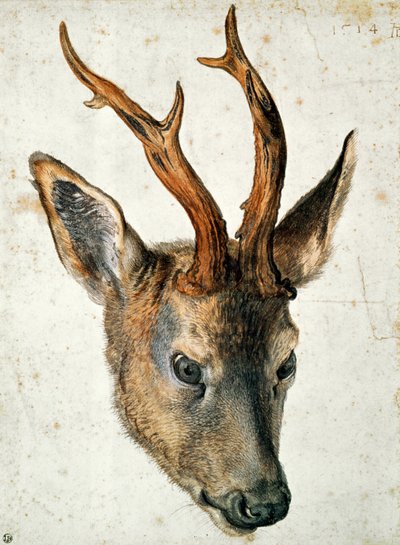 Hlava srnce (pero, tuš a čb na papíře) od Albrecht Dürer