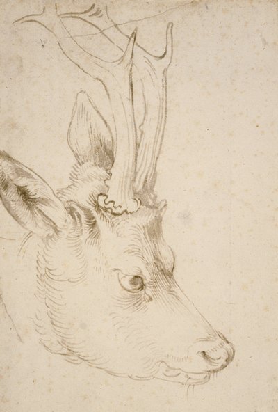 Vedoucí srnec od Albrecht Dürer
