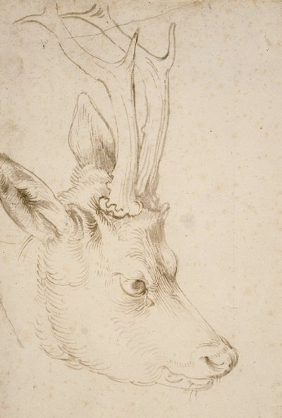 Head of a Roebuck, 1503 od Albrecht Dürer