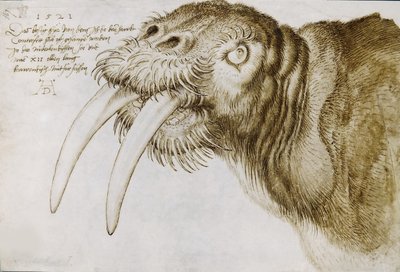 Hlava mrože, 1521. od Albrecht Dürer