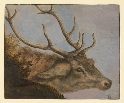 Jelení hlava od Albrecht Dürer