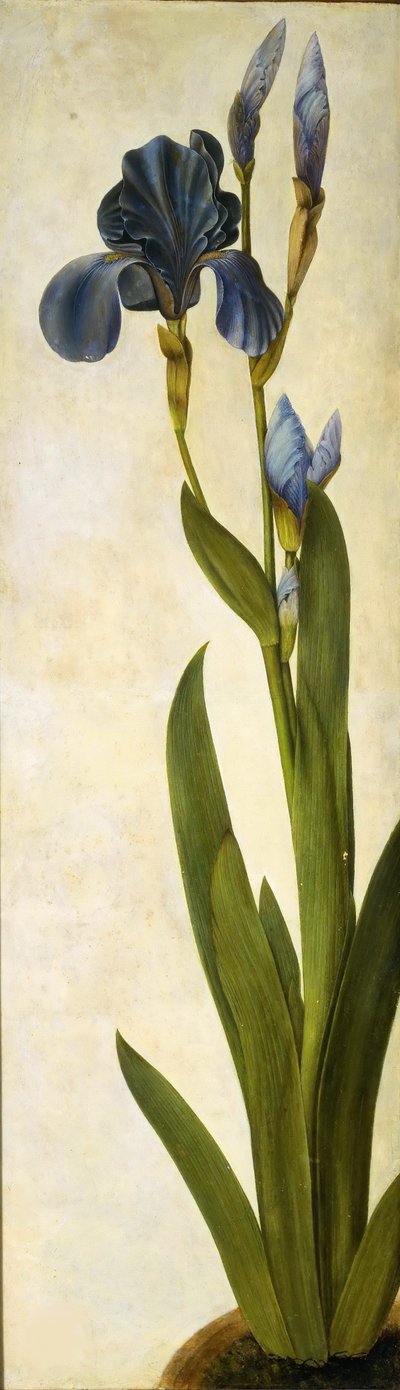 Trojský kosatec, asi 1505-1508. od Albrecht Dürer