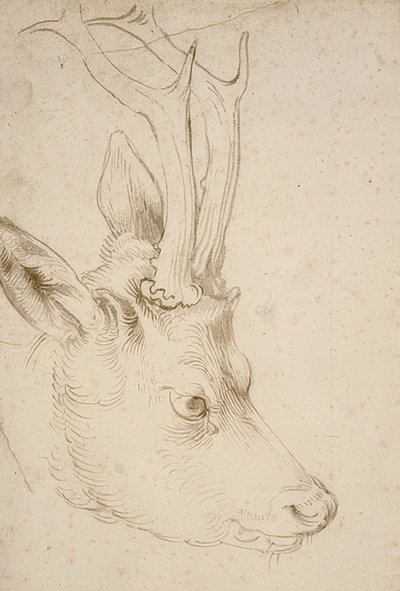 Hlava srnce. Kolem roku 1503 od Albrecht Dürer