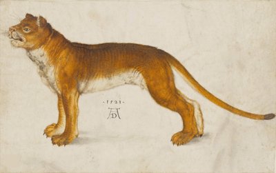 Lvice, 1521. od Albrecht Dürer