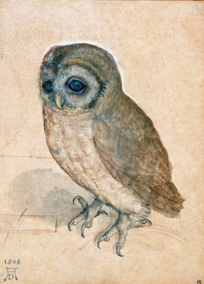 Malá sova, 1508. od Albrecht Dürer