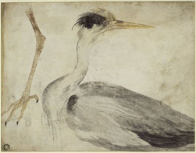 od Albrecht Dürer