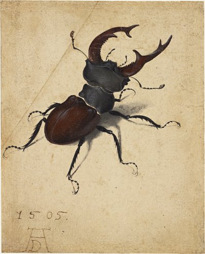 Jelení brouk od Albrecht Dürer