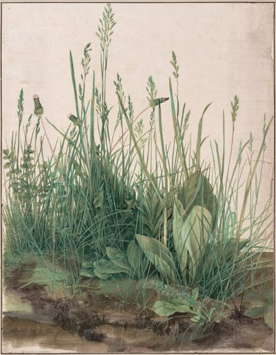 Velký kus trávníku, 1503 od Albrecht Dürer