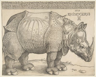 The Rhinoceros.n.d. od Albrecht Dürer
