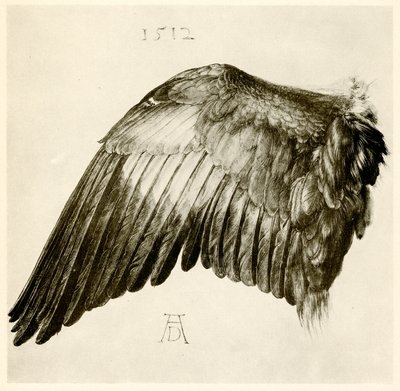 Křídlo modrého válečku od Albrecht Dürer