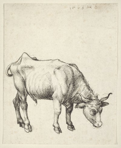 Mladý býk od Albrecht Dürer