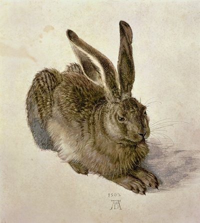 Mladý zajíc od Albrecht Dürer