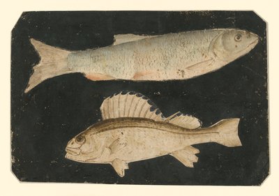 Dvě ryby nad sebou (pstruh a Knorrfish) od Albrecht Dürer