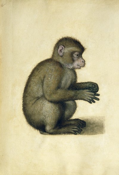 Opice (akvarel a kvaš na papíře) od Albrecht Dürer