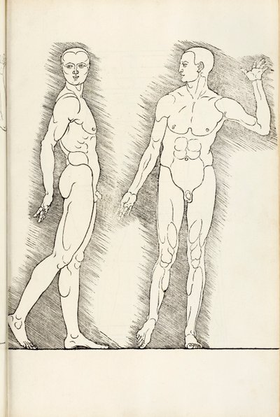 Anatomický dřevoryt z Hierinn sind begriffen vier bücher von menschlicher Proportion, 1528 od Albrecht Dürer