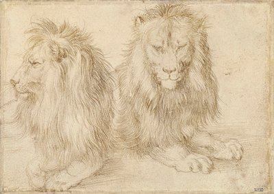 Dva sedící lvi - Kresba Albrechta Durera (1471-1528) od Albrecht Dürer