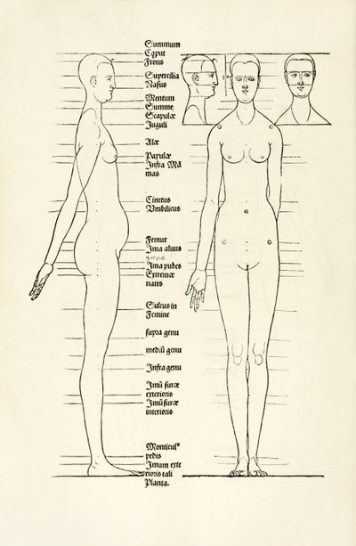 Ženský anatomický dřevoryt z 