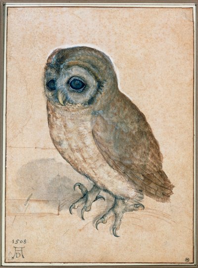 Kaeuzchen - Malá sova od Albrecht Dürer or Duerer