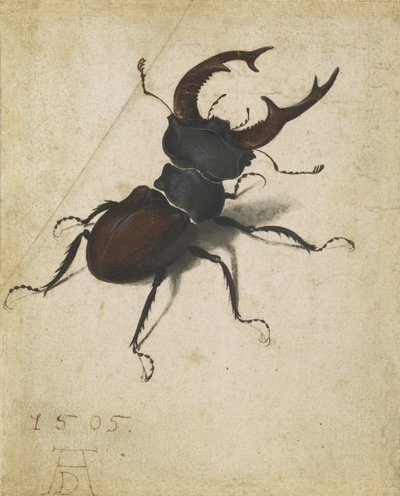 Roháč obecný od Albrecht Dürer