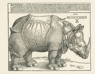 Nosorožec od Albrecht Dürer or Duerer