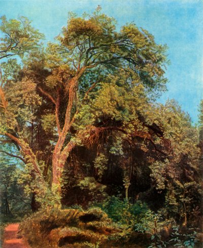 Strom v parku, polovina 19. století, 1965. od Aleksandr Ivanov