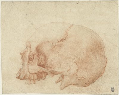 Studie lebky od Alessandro Allori