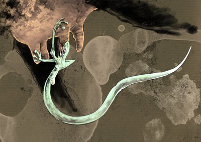Fantastická monstra a stvoření, kryptozoologie: reprezentace tatzelworm (nebo červ a tlapy nebo arassas) Kresba Alessandro Lonati, 2012 od Alessandro Lonati