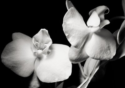 ambice, 2019, (fotografie) od Alex Caminker