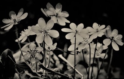 sbor, 2019, (fotografie) od Alex Caminker