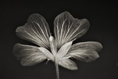 jasnost, 2019, (fotografie) od Alex Caminker