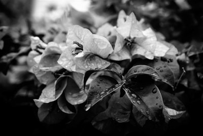 cluster, 2019, (fotografie) od Alex Caminker