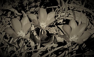 rodina, 2019, (fotografie) od Alex Caminker