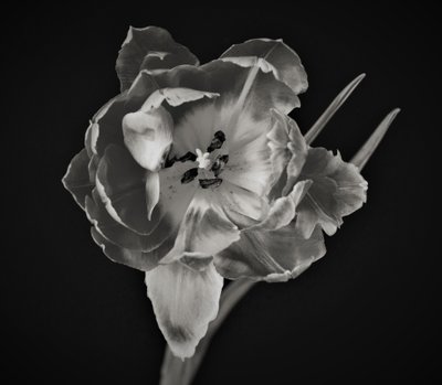 květinová geometrie, 2019, (fotografie) od Alex Caminker
