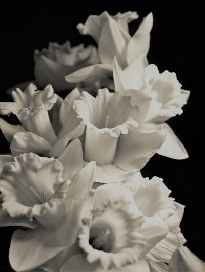 orchestr, 2019, (fotografie) od Alex Caminker