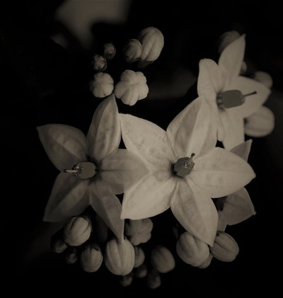 organické budovy, 2019, (fotografie) od Alex Caminker