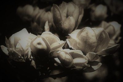 tajná anatomie, 2019, (fotografie) od Alex Caminker