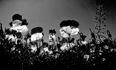 divadlo, 2019, (fotografie) od Alex Caminker