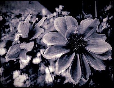 divadelní dekorace, 2019, (fotografie) od Alex Caminker