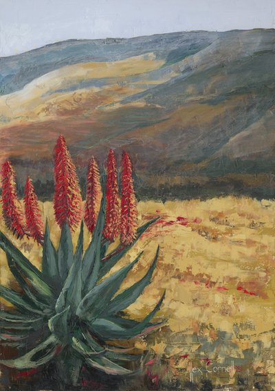 Červená aloe Desert Bloom od Alex Cornell