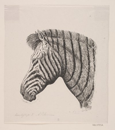Hlava zebry od Alexander Blom