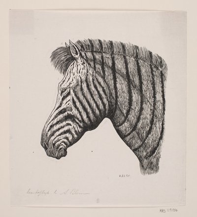Hlava zebry od Alexander Blom