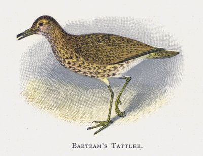 Batrams Tattler od Alexander Francis Lydon