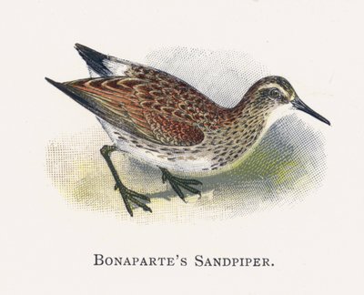 Sandpiper Bonapartes od Alexander Francis Lydon