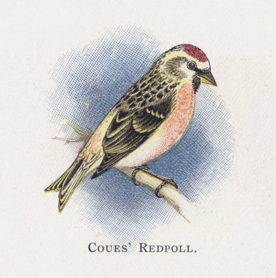 Coues Redpoll od Alexander Francis Lydon