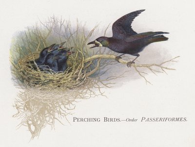 Hřadí ptáci, řád Passeriformes od Alexander Francis Lydon