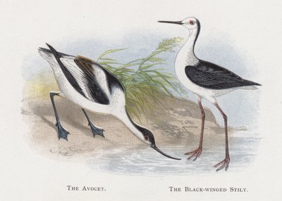 Avocet, chůda černokřídlá od Alexander Francis Lydon