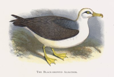 Albatros s černým obočím od Alexander Francis Lydon